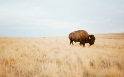 Deciding Between Real Vs. Faux Bison Mounts